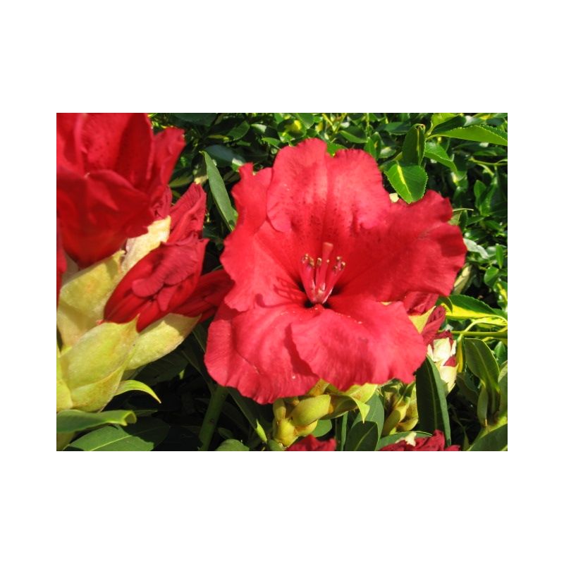 Rhododendron ' Red Jack'