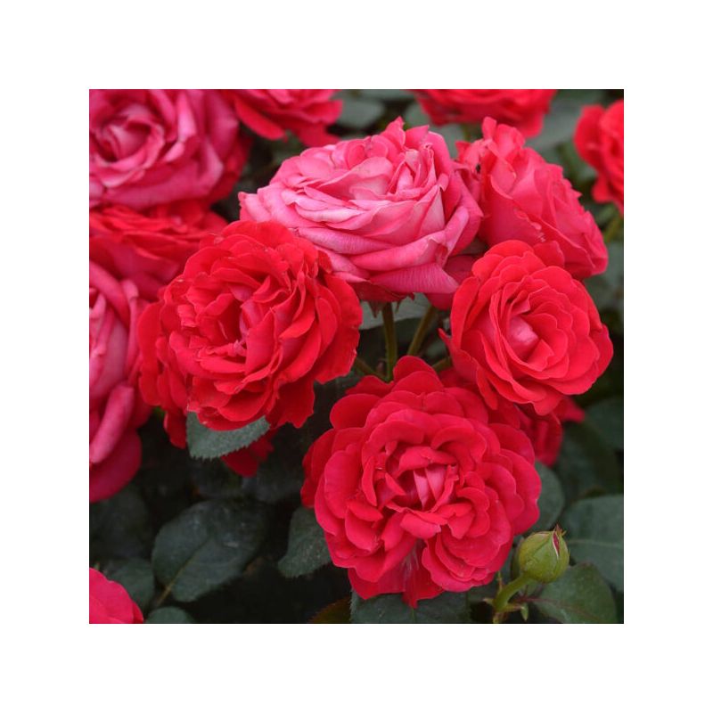 Rosa 'Dominica' ®