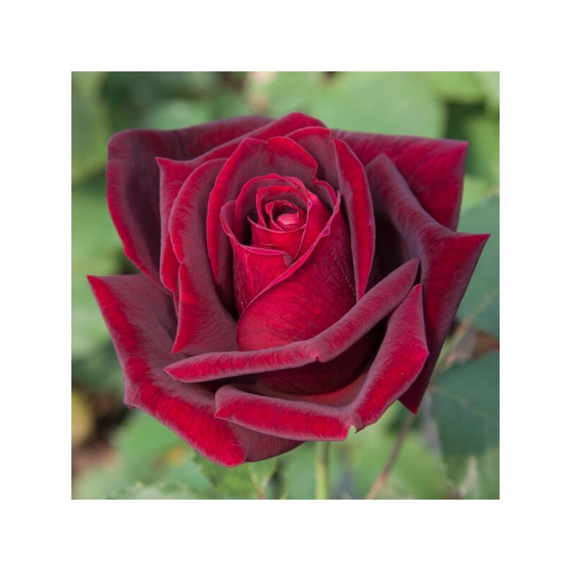 Rosa 'Papa Meilland' ®