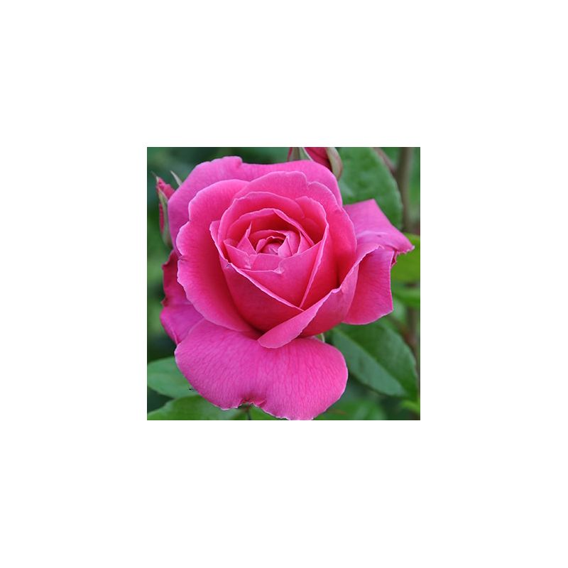 Rosa 'Remember' ®