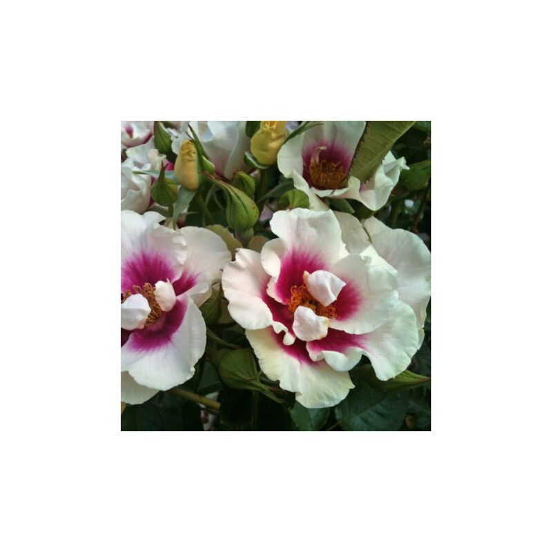 Rosa 'See you in purple' ®