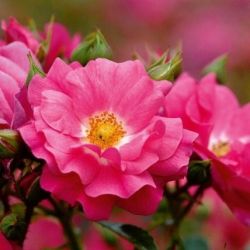 Rosa (pleureur) 'Emera' ® - noa907500