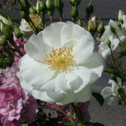 Rosa (pleureur) 'Opalia' ® - noa140702