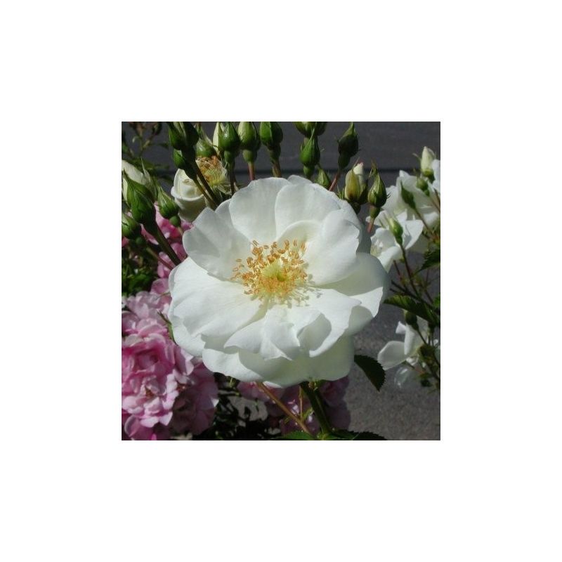 Rosa (pleureur) 'Opalia' ® - noa140702
