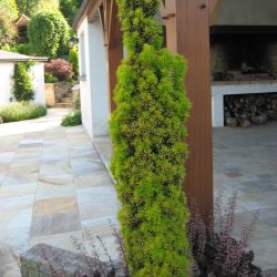 Taxus baccata 'Fastigiata aurea'