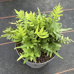Polypodium vulgare 'Whitley giant'