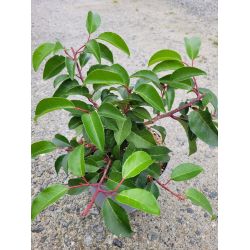 Prunus lusitanica ssp azorica 'Tico' ®