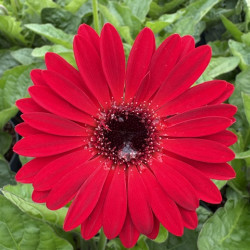 Gerbera Garvinea® 'Sweet chili'
