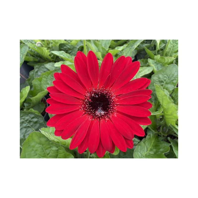 Gerbera Garvinea® 'Sweet chili'