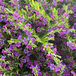 Cuphea hyssopifolia 'MYRTIS DARK PURPLE'
