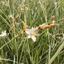 Anthericum saundersiae 'Starlight' - Chlorophytum panaché