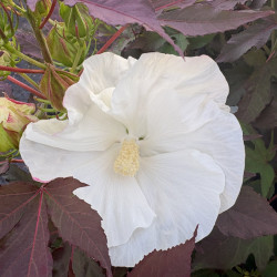 Hibiscus moscheutos 'Cookies and cream' - Summerific ®