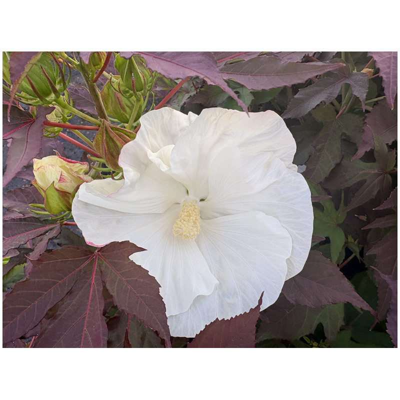 Hibiscus moscheutos 'Cookies and cream' - Summerific ®