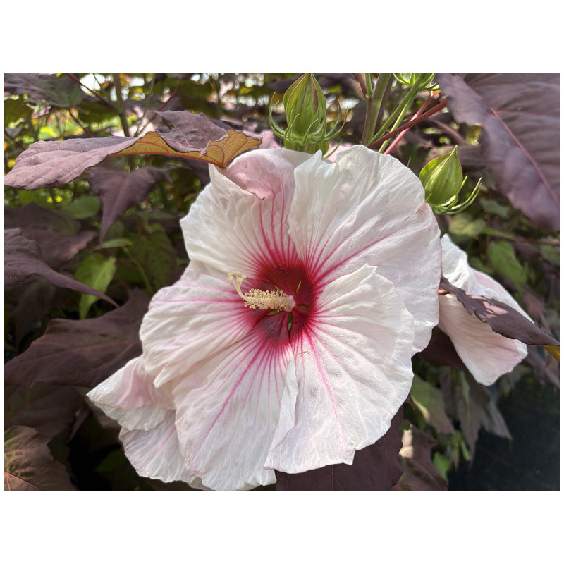 Hibiscus moscheutos 'Dark Mystery' - Summerrific ®