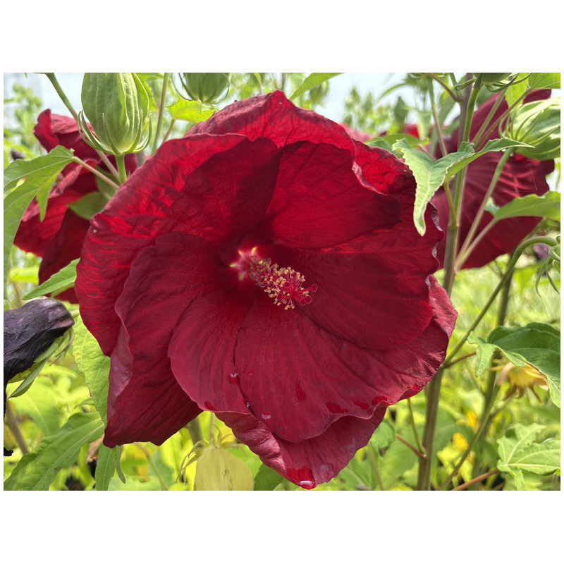 Hibiscus moscheutos 'My Valentine'