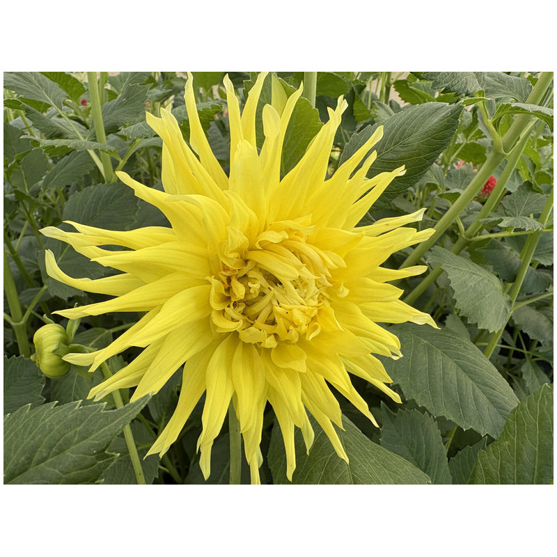 Dahlia cactus 'Kennemerland'