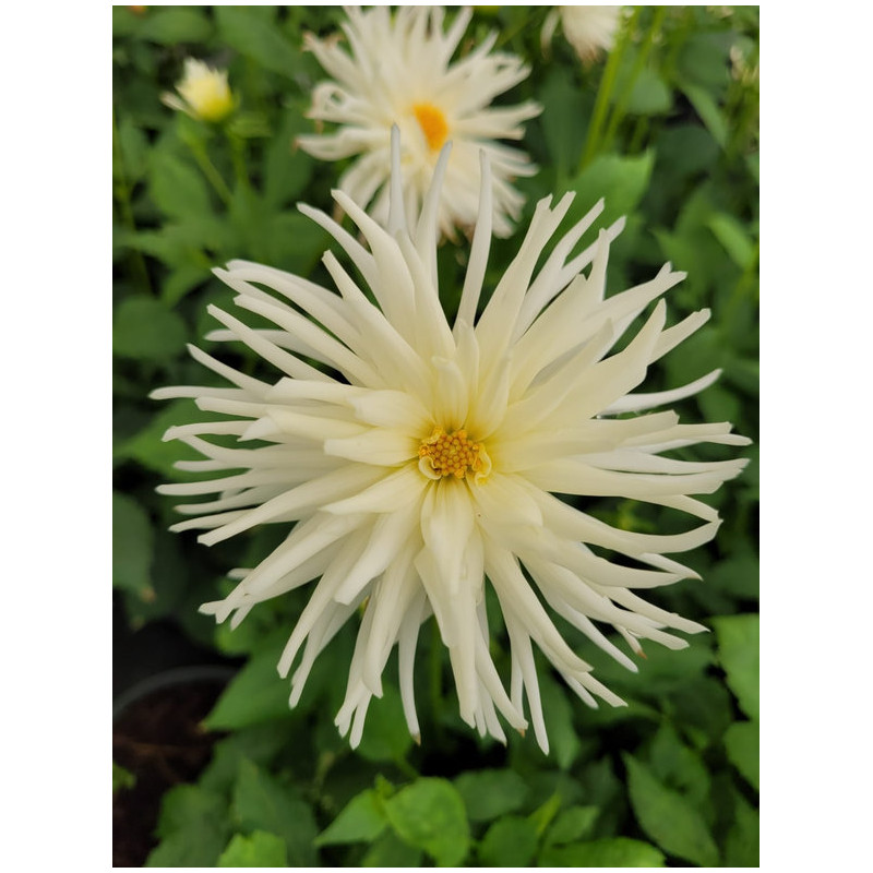 Dahlia cactus 'White princess'
