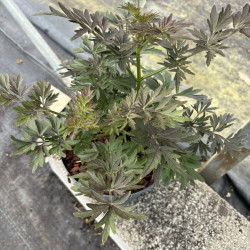Sambucus nigra 'Laced Up' ®