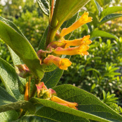 Lonicera involucrata 'Ledebourii'