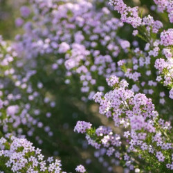 Diosma 'Pulchella'