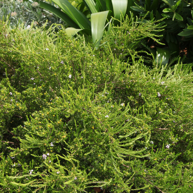 Diosma 'Pulchella'