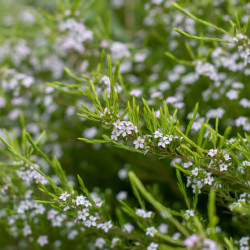 Diosma 'Pulchella'