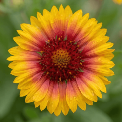 Gaillardia aristata 'Kobold'