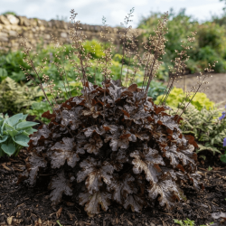 Heuchera WORLD CAFFE Expresso