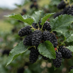 Morus rotundiloba 'Mojo Berry'