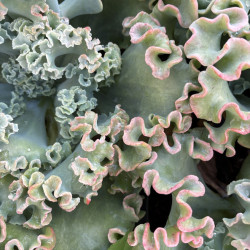 Echeveria gibbiflora 'Blue Curls'