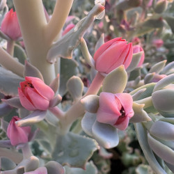 Echeveria gibbiflora 'Blue Curls'