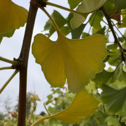 Ginkgo biloba 'China weeper' - Arbre aux quarante écus
