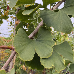 Ginkgo biloba 'China weeper' - Arbre aux quarante écus