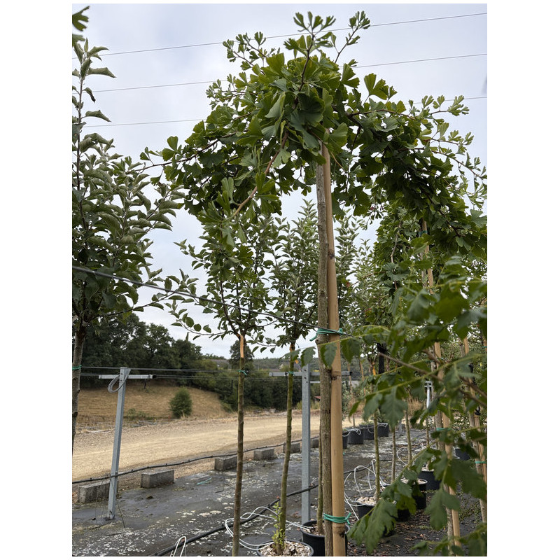 Ginkgo biloba 'China weeper' - Arbre aux quarante écus