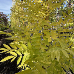 Styphnolobium japonicum 'Gold Standard'