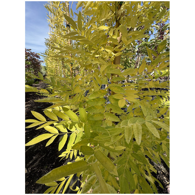 Styphnolobium japonicum 'Gold Standard'