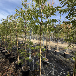 Fraxinus americana 'Autumn Purple' - Frêne