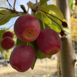 Malus baccata 'Street Parade'