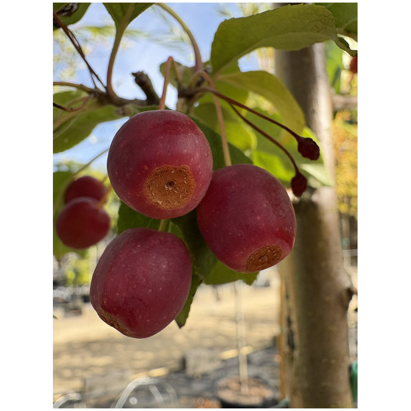 Malus baccata 'Street Parade'
