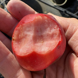 Malus domestica 'Ballerina ® Waltz' - Pommier Colonnaire