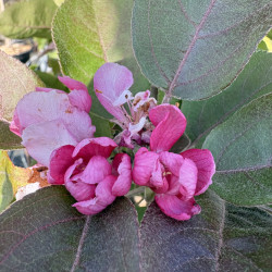 Malus domestica 'Ballerina ® Waltz' - Pommier Colonnaire
