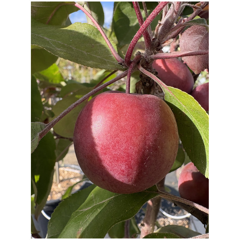 Malus domestica 'Ballerina ® Waltz' - Pommier Colonnaire