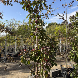 Malus domestica 'Ballerina ® Waltz' - Pommier Colonnaire
