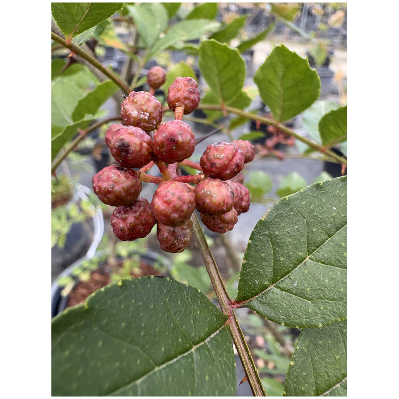 Zanthoxylum simulans - Poivrier du Sichuan