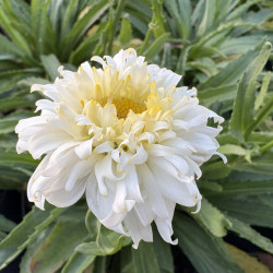 Leucanthemum 'Macaroon'