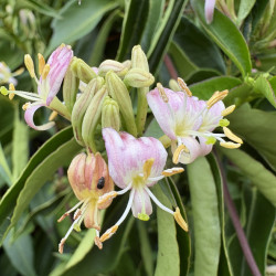 Lonicera Marinella® - Chèvrefeuille arbustif