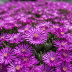 Delosperma cooperi 'Early Bird Purple'