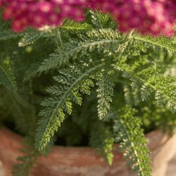 Achillea millefolium ‘New Vintage Rose’