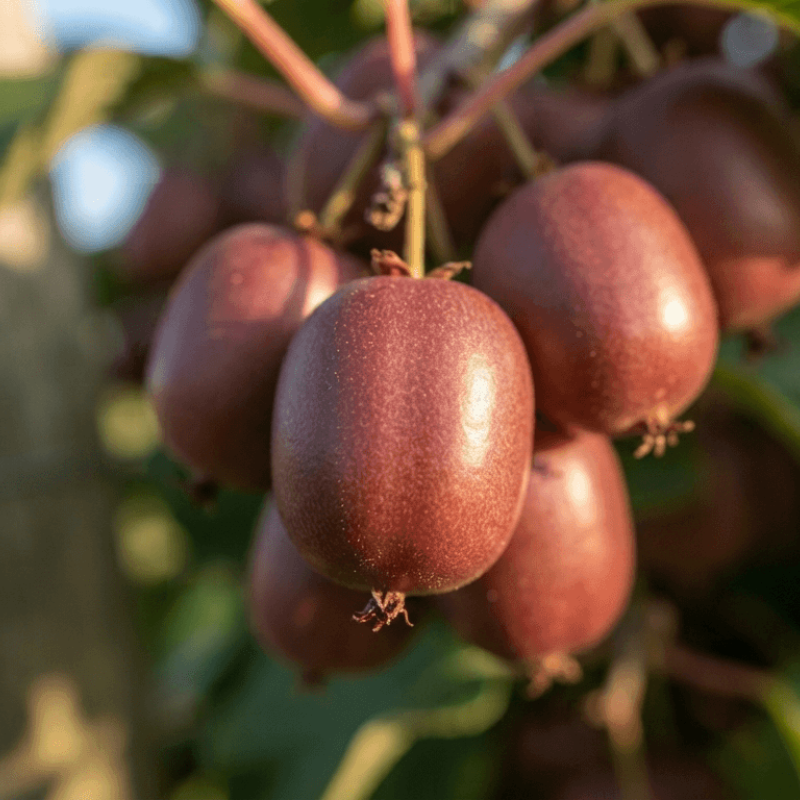 Actinidia purpurea 'Hardy red' - mini-kiwi rouge