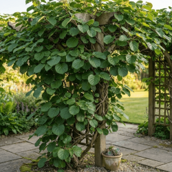 Actinidia arguta ‘Weiki’ (mâle) - Kiwaï